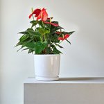 Anthurium Red Plant - Flamingo Lily - Image 3