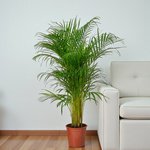 Areca Palm (Chrysalidocarpus Lutescens) - Image 5