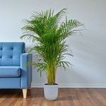Areca Palm (Chrysalidocarpus Lutescens) - Image 2