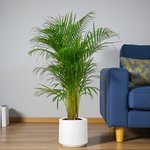 Areca Palm (Chrysalidocarpus Lutescens) - Image 12