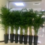 Areca Palm  Bundle (7 Pc) Indoor Office Plants Dubai