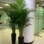 Areca Palm Long in Ceramic Pet Friendly PROMO Plants UAE