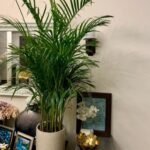 Areca Palm Small Indoor Plants UAE