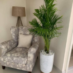 Areca palm Medium Office Plants (4-5 Feet) in UAE