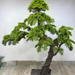 Artificial Bonsai Large Plants UAE