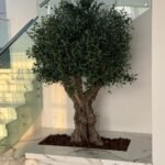 Artificial Olive Bonsai Plants Dubai