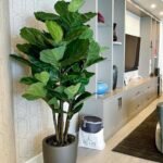Artificial Fiddle Premium Quality in fiber Indoor Plants UAE