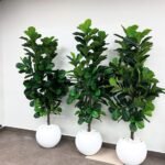 Artificial Big Fig Fiddle Tree in White Fiber Pot (2m) Indoor Plants UAE