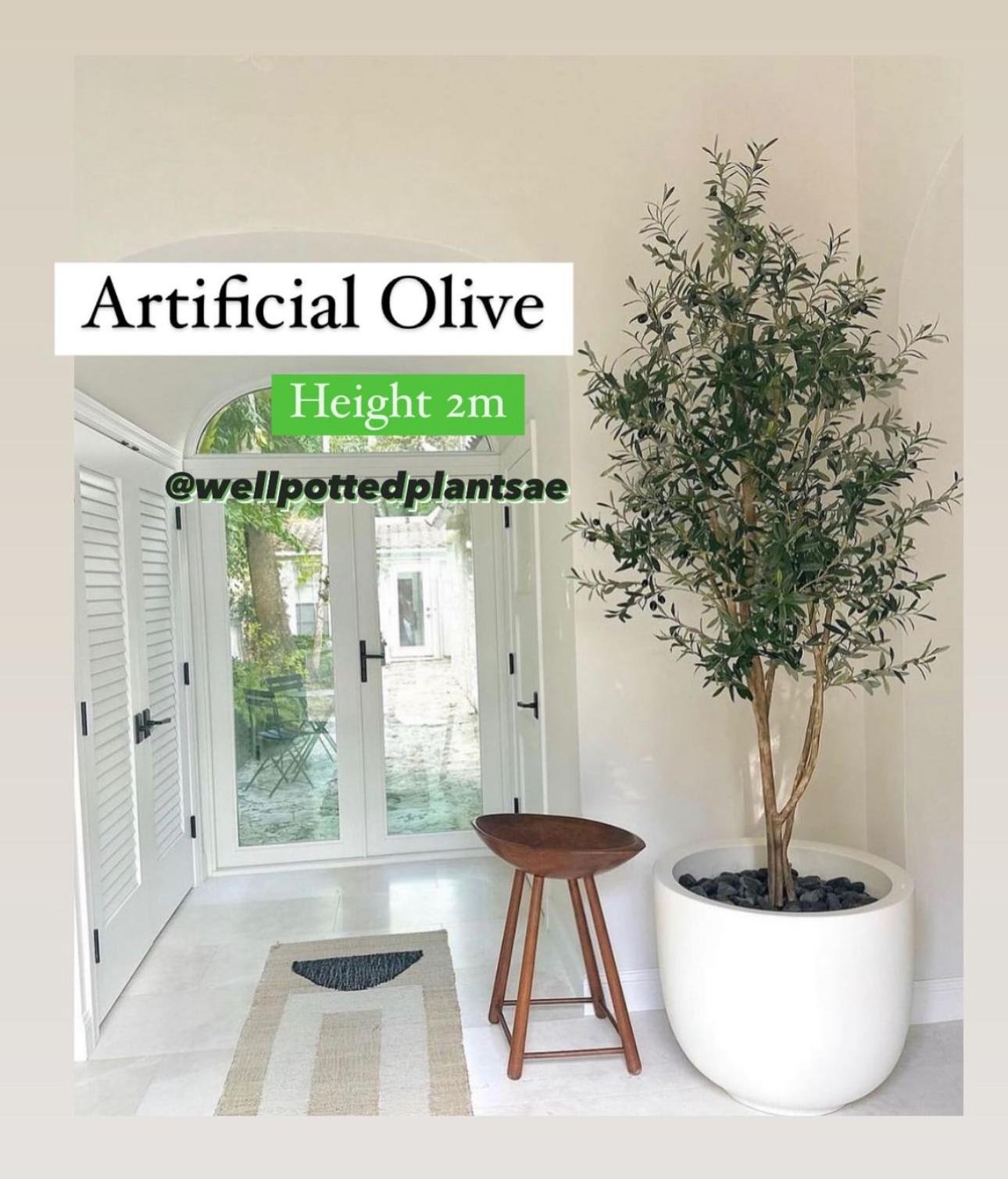 Artificial_Olive_Tree_in_Fiber_2m_Plants_UAE.jpg Artificial Olive Tree in Fiber 2m Plants UAE - Image 1