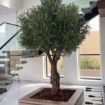 Artificial Olive XLarge 2.5m to 3m Plants UAE
