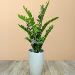 Artificial Zizi Plants UAE