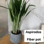 Aspidistra Fiber Pot Plants UAE