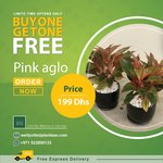 Pink Aglo in Plastic PROMO - Image 2