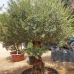 Olive Tree Premium from Palestine Extra Large