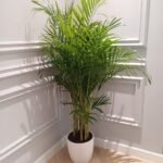 Areca Palm in white pot Each PROMO Best Seller