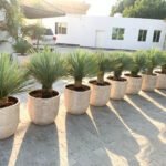 Outdoor Plant Yukka in Beige Pot