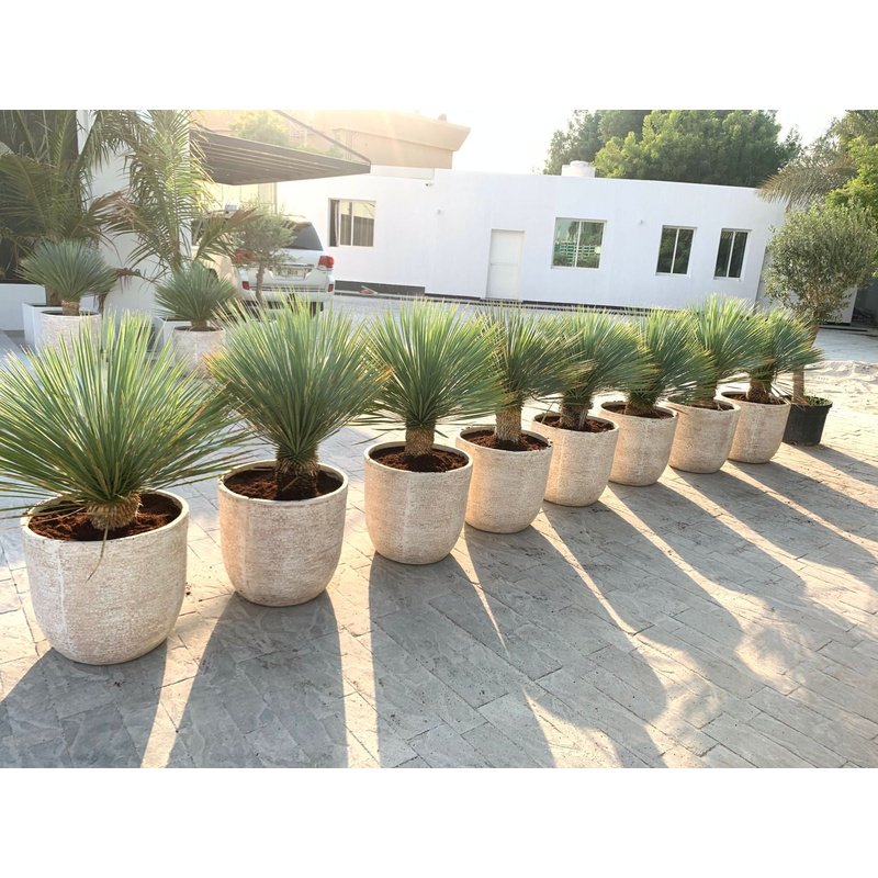 B5FFA063-297C-4EF9-A381-4158091B7CDB.jpg Outdoor Plant Yukka in Beige Pot - Image 1