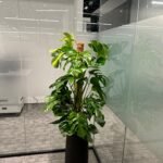 Office Plants Premium Bundle in Fiber Pot New 10pc - Image 4