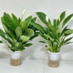 Peace lily in Self Waterring Pot