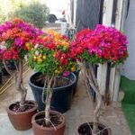Balcony Bougainvillea Bonsai 1pc Plants UAE