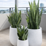 Balcony Bundle Sanseveria Premium Pots Plants UAE