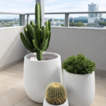 Balcony (2 Cactus +  ficus Bundle) Plants UAE