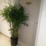 Bamboo Palm Pet Friendly Office or Outdoor Plant