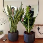 Begginer Friendly Zizi + Snakeplant Indoor Plants Dubai