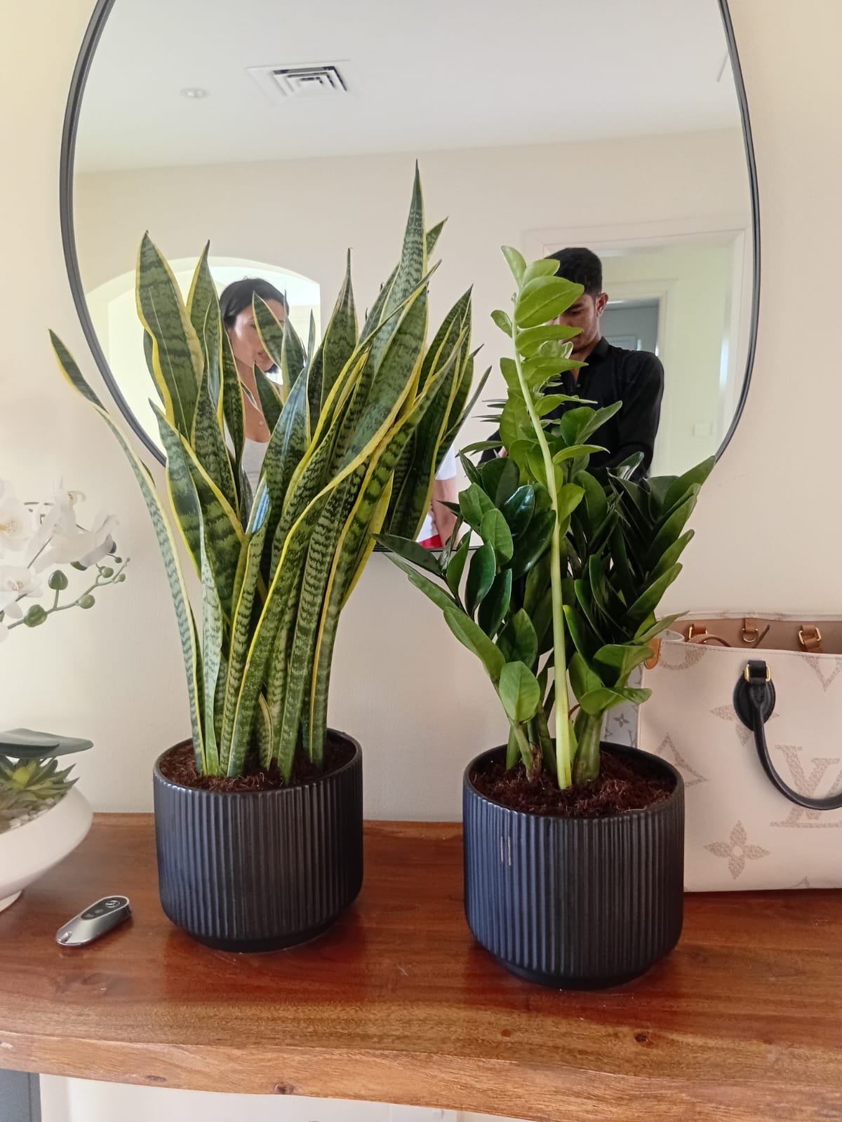 Begginer_Friendly_Zizi_Snakeplant_Indoor_Plants_Dubai.jpg Begginer Friendly Zizi + Snakeplant Indoor Plants Dubai - Image 1
