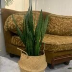 Best Indoor Snake Plants UAE