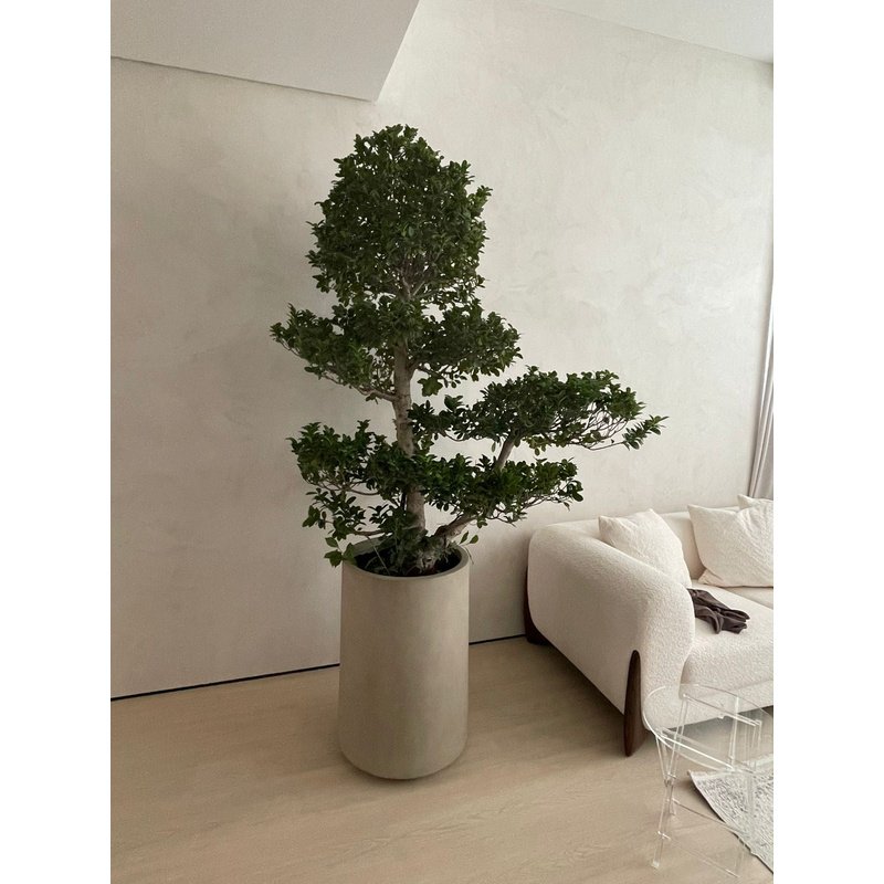 Big Bonsai Premium XL Size  in Fiber Matte Beige Indoor Plants UAE - Image 1