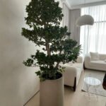 Big Bonsai Premium XL Size  in Fiber Matte Beige Indoor Plants UAE - Image 2