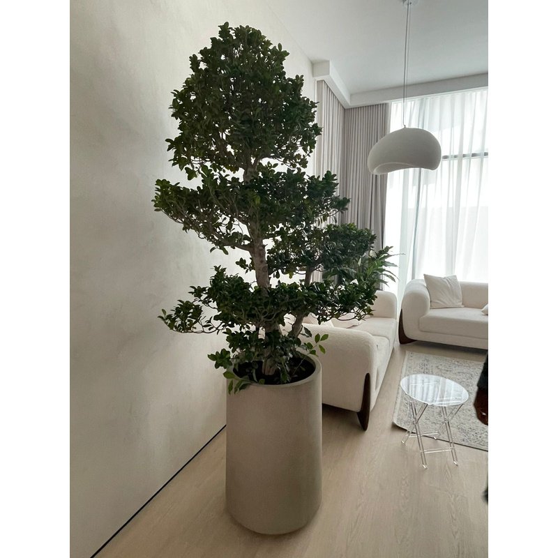 Big Bonsai Premium XL Size  in Fiber Matte Beige Indoor Plants UAE - Image 2