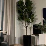Big Fiddle Office Indoor Plants Dubai|160cm to 2m