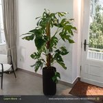 Big Monstera Holland Plant in Black Matte Plants UAE