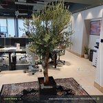 Big Olive in Square Classy Fiber Pot Plants UAE