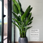 Bird of Paradise Big Indoor Plants UAE