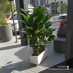Bird of Paradise Bundle in Fiber Plants UAE - Image 2