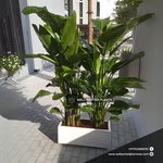 Bird of Paradise Bundle in Fiber Plants UAE