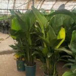 Bird of Paradise Members Exclusive Deal 110cm to 130cm-199DH Plants UAE