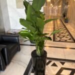 Bird of Paradise PROMO Plants UAE