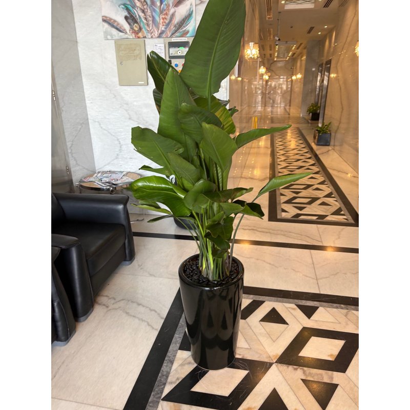 Bird_of_Paradise_PROMO_Plants_UAE.jpg Bird of Paradise PROMO Plants UAE - Image 1