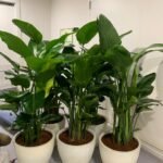 Bird of Paradise Premium Holland Origin in Fiber Classy Pot 2m XLarge Plants UAE - Image 2