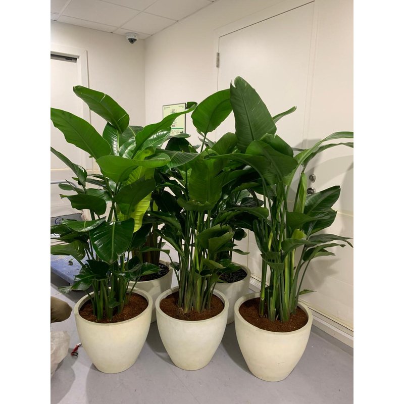 Bird of Paradise Premium Holland Origin in Fiber Classy Pot 2m XLarge Plants UAE - Image 2