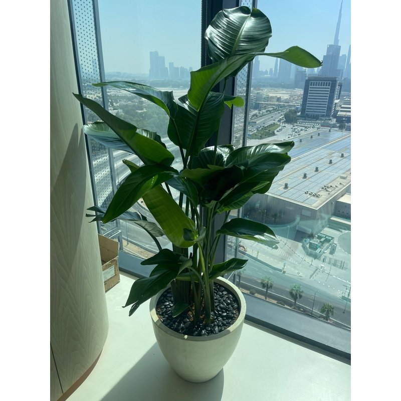 Bird of Paradise Premium Holland Origin in Fiber Classy Pot 2m XLarge Plants UAE - Image 1