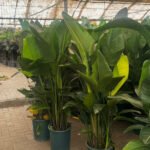 Bird of Paradise Promo 130-150cm Outdoor Plants UAE