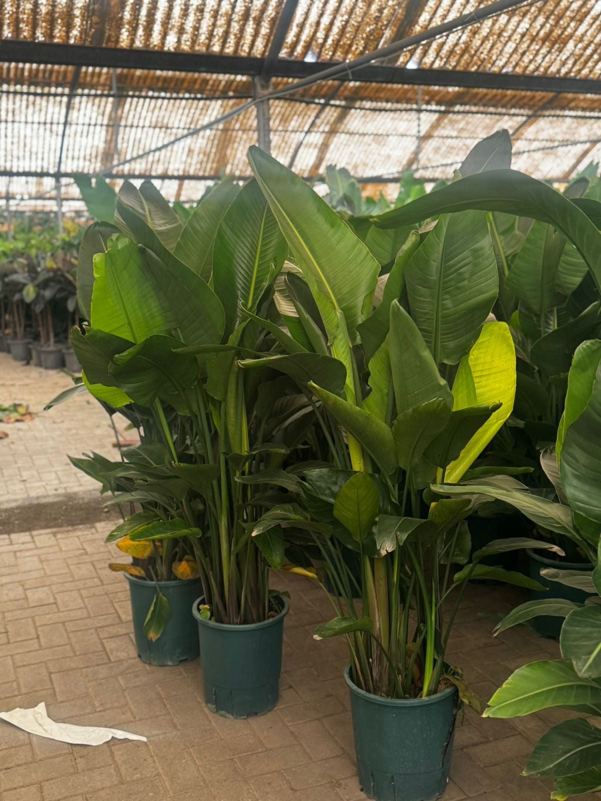 Bird_of_Paradise_Promo_130-150cm_Outdoor_Plants_UAE.jpg Bird of Paradise Promo 130-150cm Outdoor Plants UAE - Image 1