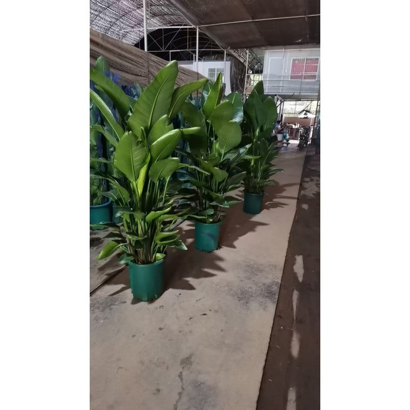 Bird of Paradise Strelitzia Reginae 180cm in Nursery Pot Plants UAE - Image 1