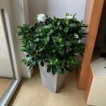 Blooming Gardenia Big Indoor Office Plants Dubai