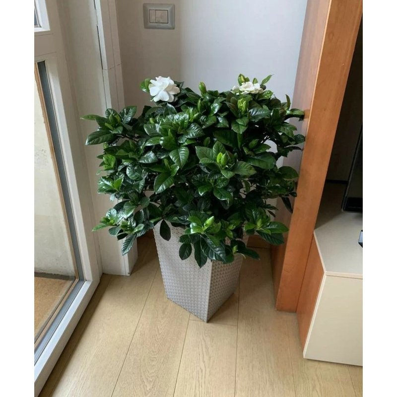 Blooming_Gardenia_Big_Indoor_Office_Plants_Dubai.jpg Blooming Gardenia Big Indoor Office Plants Dubai - Image 1